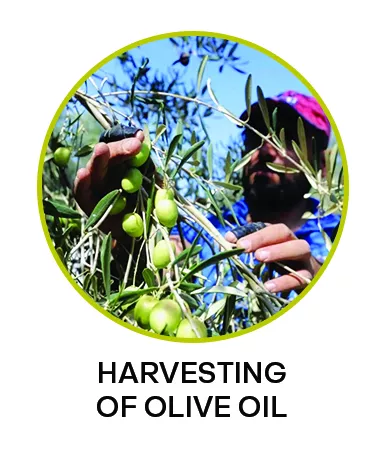 Harvesting of Olive Oil