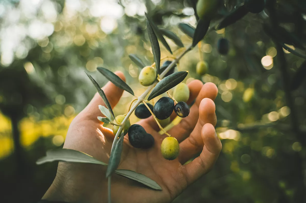 Olives held in hand