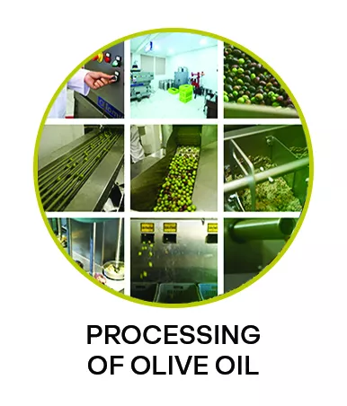 Processing of Olive Oil