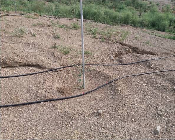 Drip Irrigation System(2020-02-14)