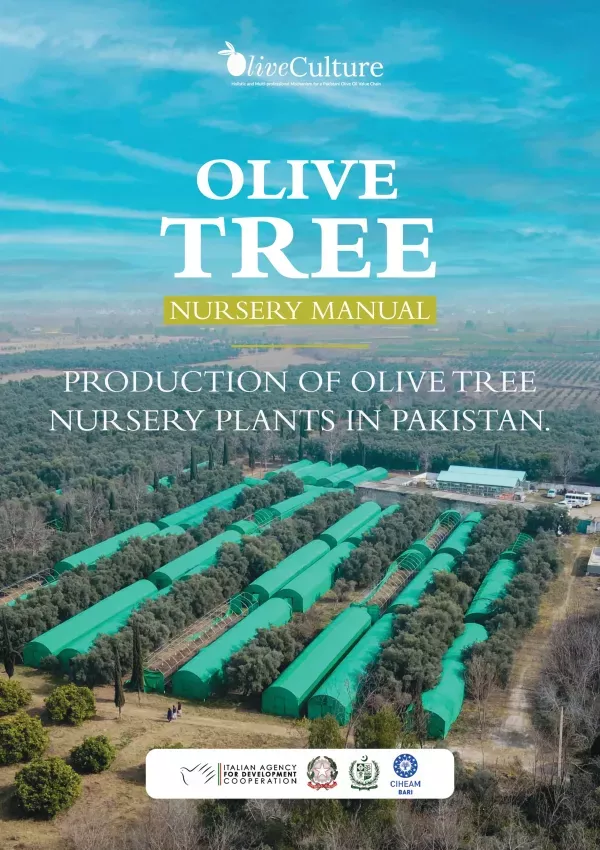 Olive Tree Nursery (English & Urdu)