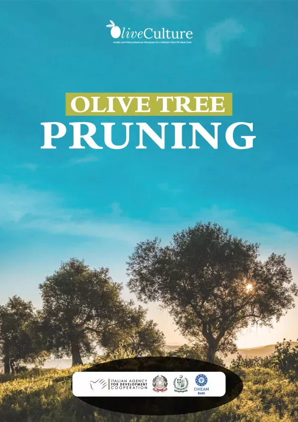 Olive Tree Pruning Manual (English & Urdu)