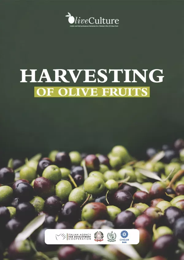 Harvesting of Olive Fruits (English & Urdu)
