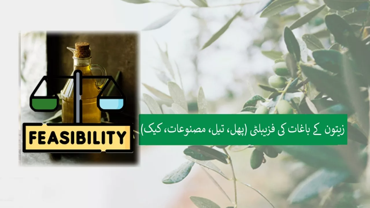 Olive Orchard Feasibility.