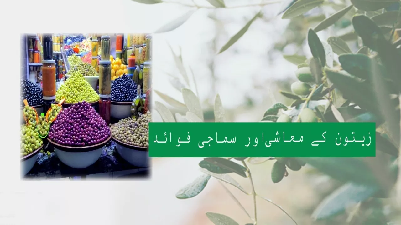 Social Economical Benefits of Olives.
