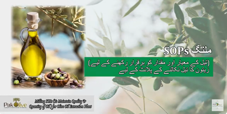 SOPs for olive harvesting and milling.