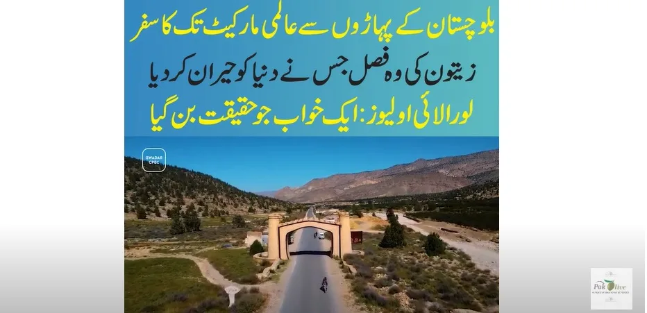 Loralai Olives: Pakistan's First Olive Oil Brand Recognized Globally