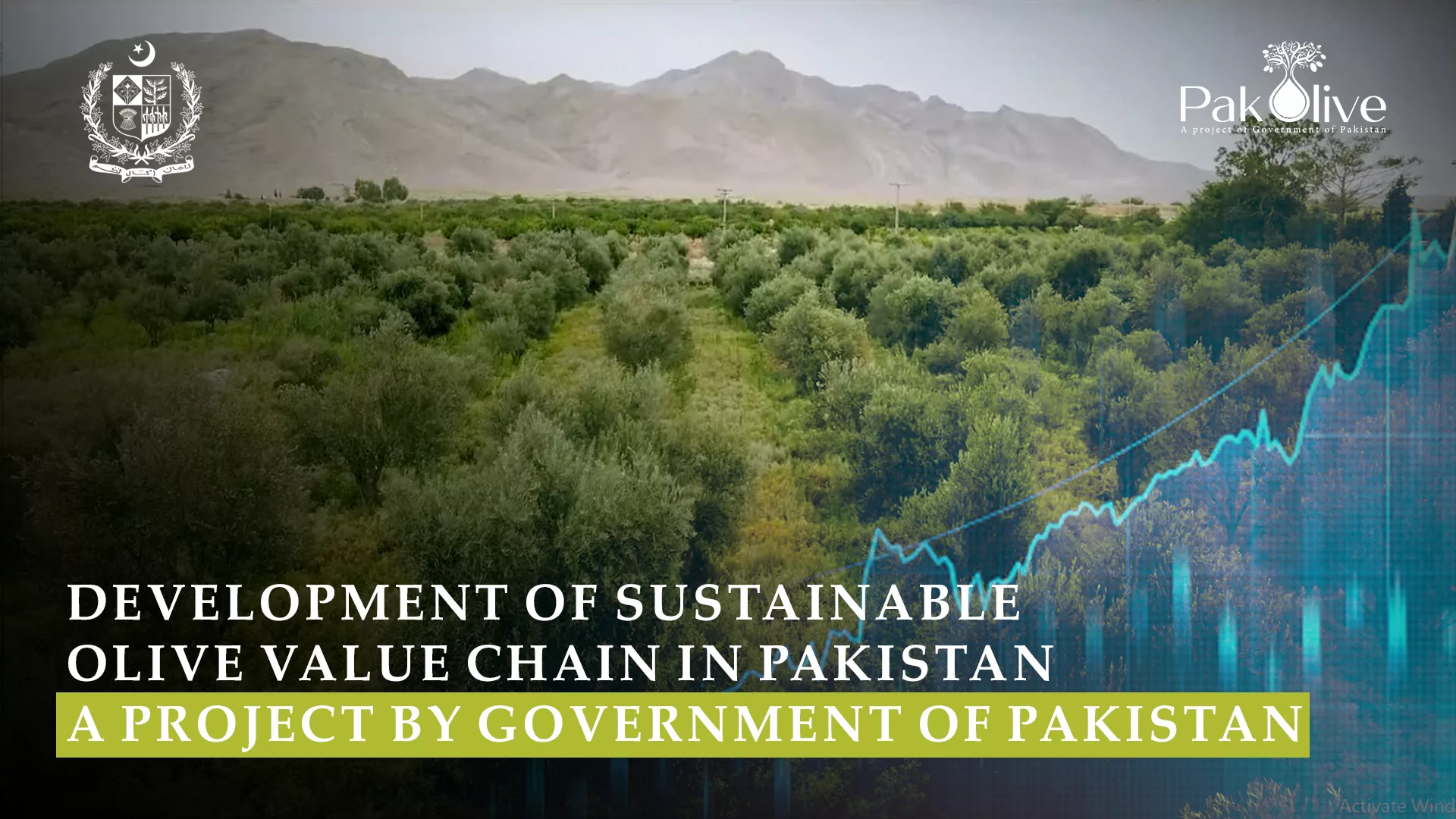 Pakolive for Pakistan's Olive Oil Revolution .