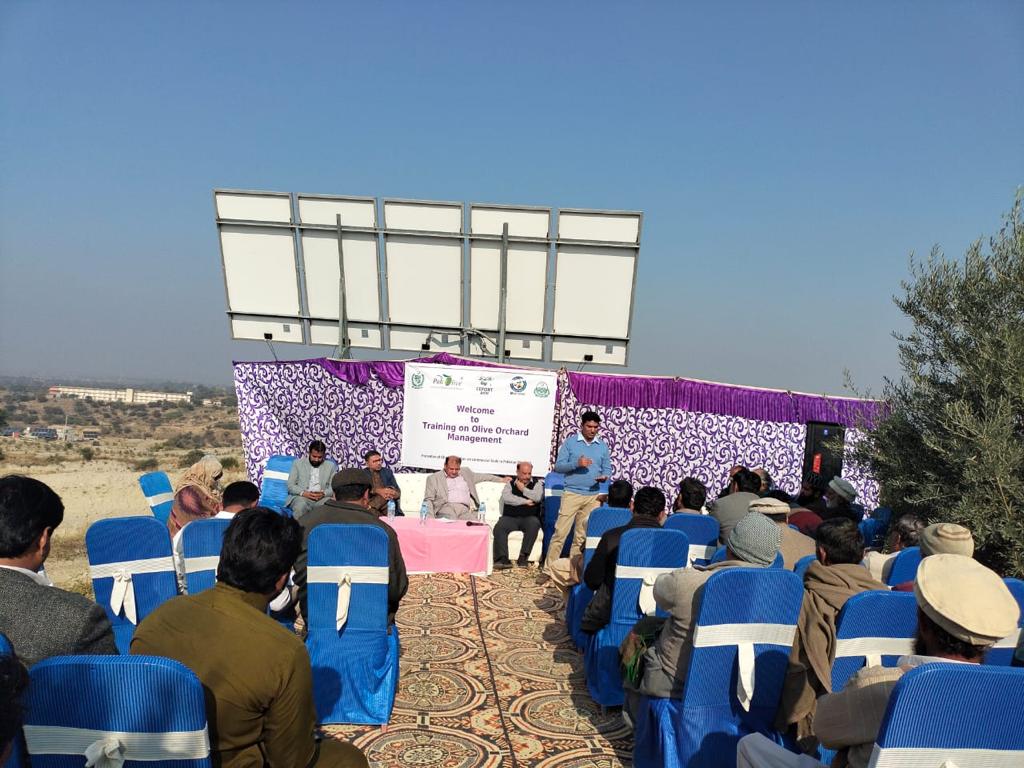 One day training on olive orchard management organized on 20-12-2022