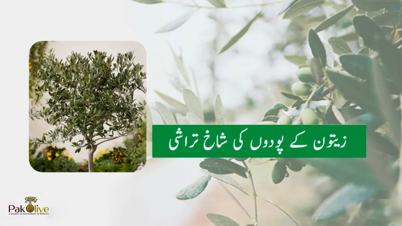 An Expert Guide to Olive Plant Training & Pruning