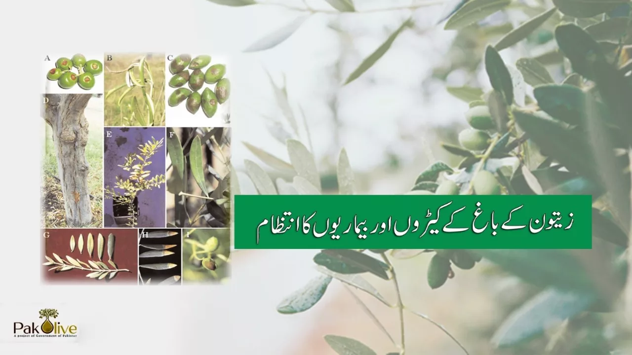 Olive Orchard: Insect, Pest & Disease Management
