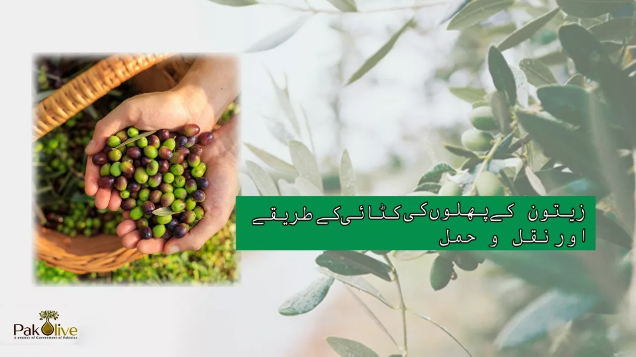 An Expert Guide to Harvesting Olives