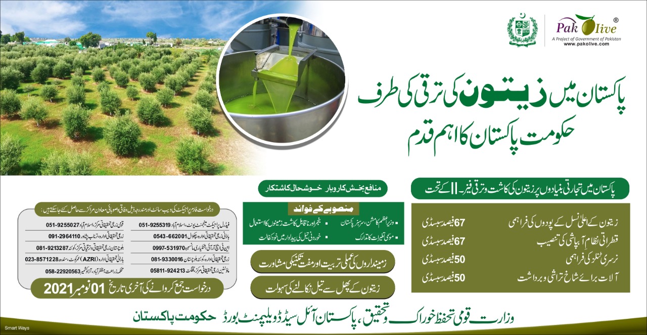 Olive value chain in Pakistan- A complete documentary