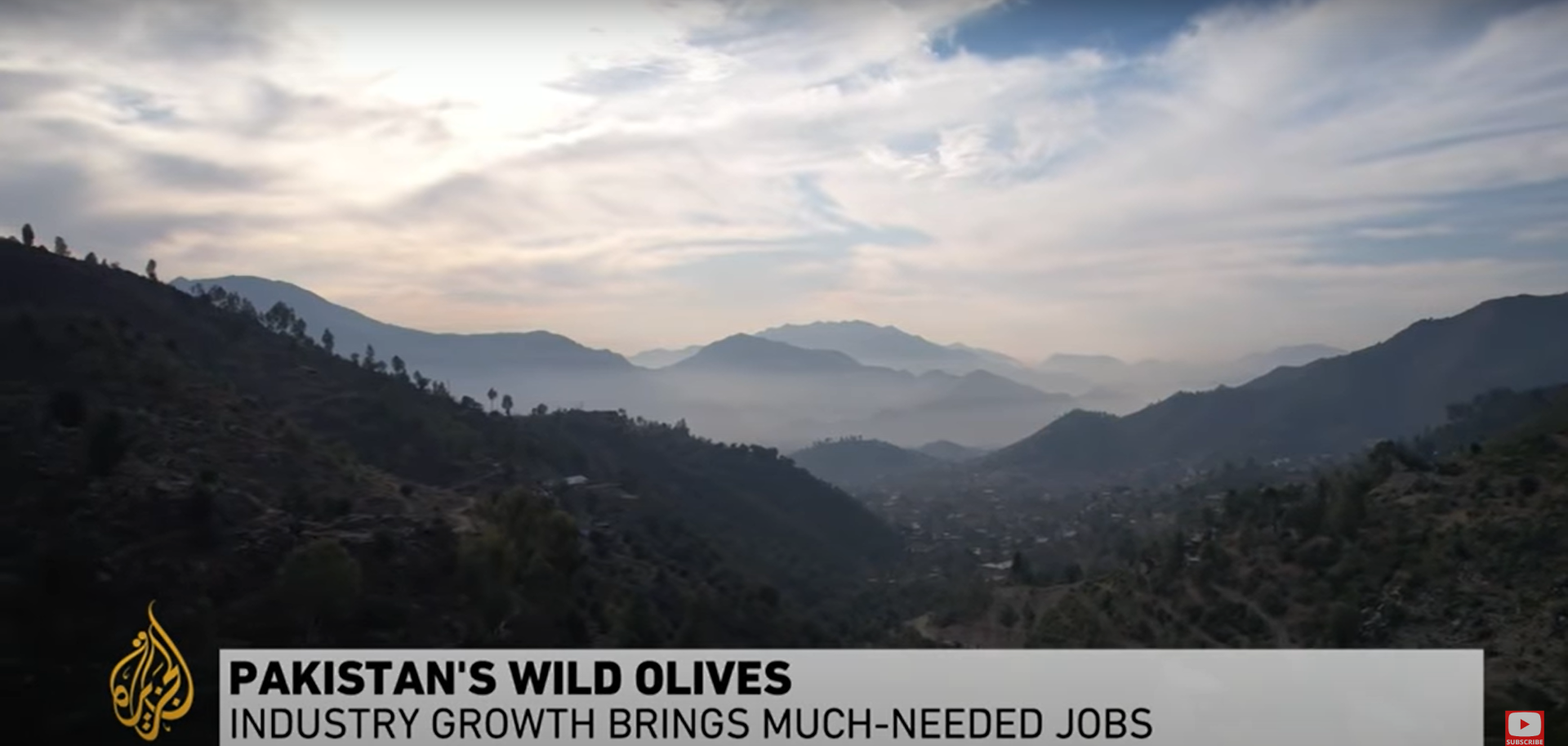 Pakistan's growing olive oil industry brings much-needed jobs