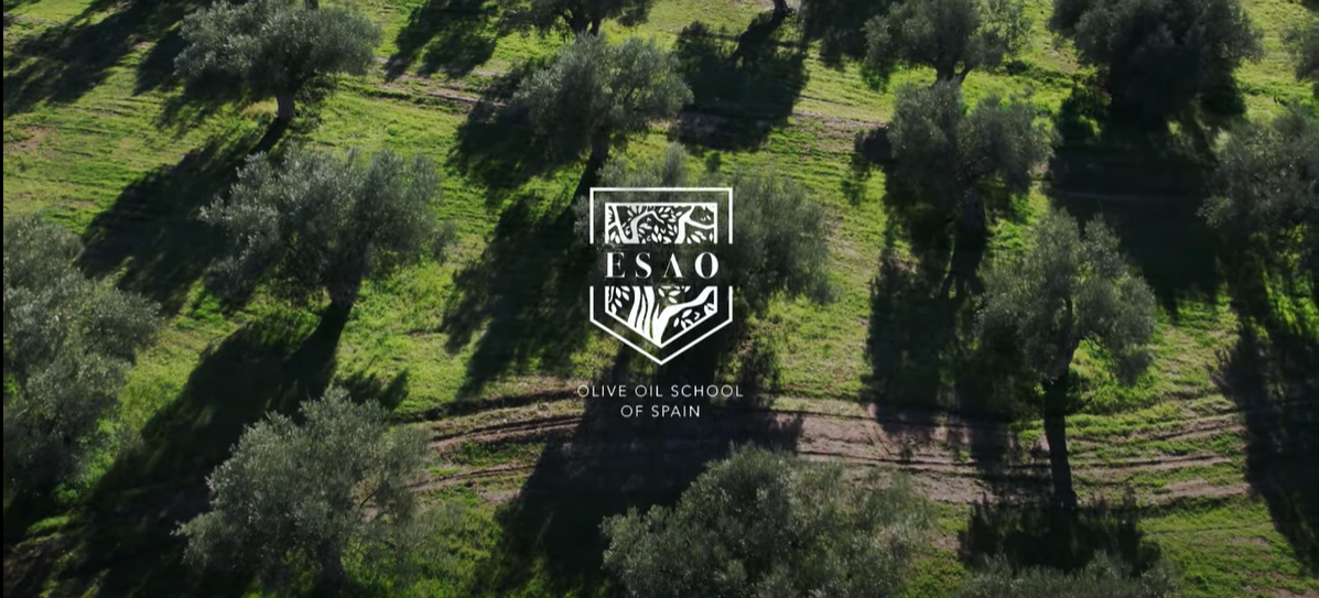 Master Olive Oil Consultant Certification
