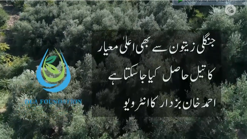 Extra Virgin Wild Olive Oil from Balochistan.