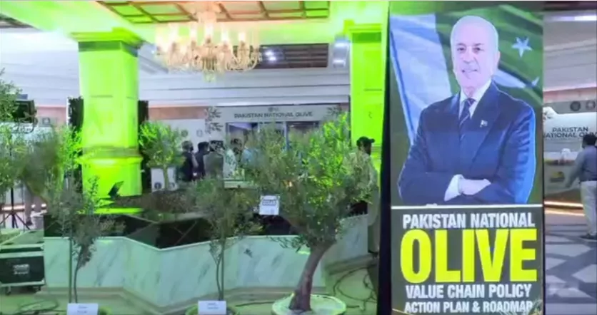 Pakistan National Olive Value Chain Policy Action Plan & Roadmap