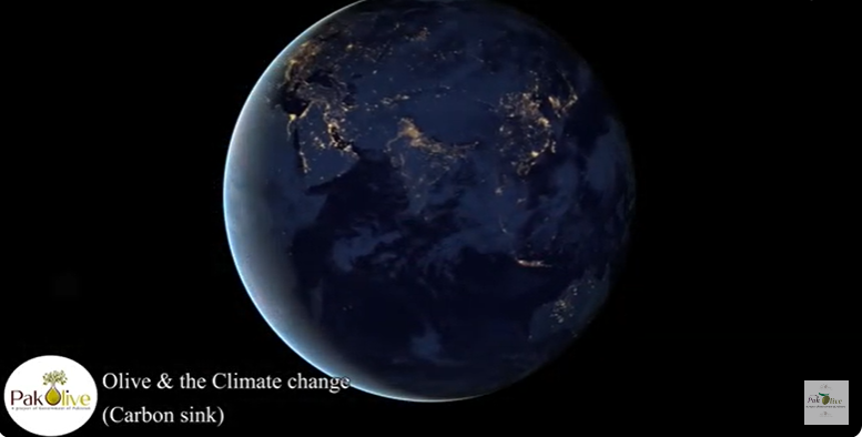 Olive in the face of changing climate .