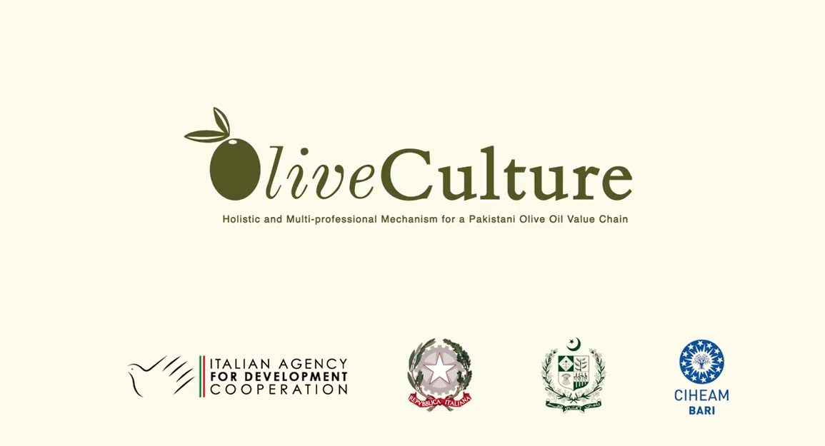 Empowering Communities, Strengthening Olive Value Chain Step into the world of OliveCulture.
