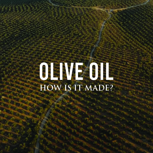 OLIVE OIL | How is it Made? in Spain!