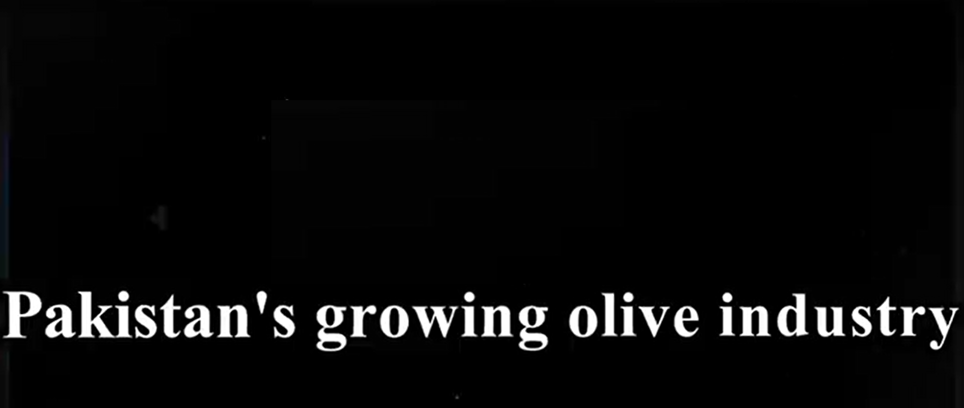 Pakistan's Olive Growing Industry