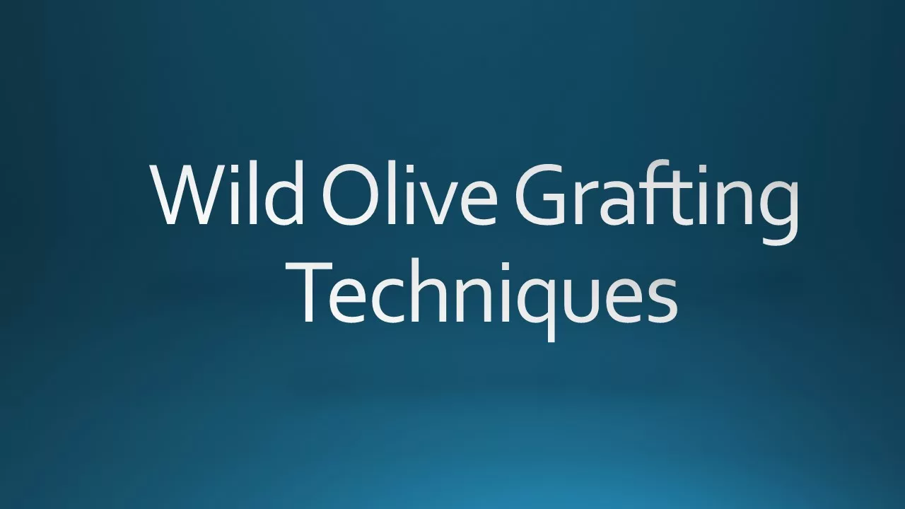 Wild Olive Grafting Techniques.