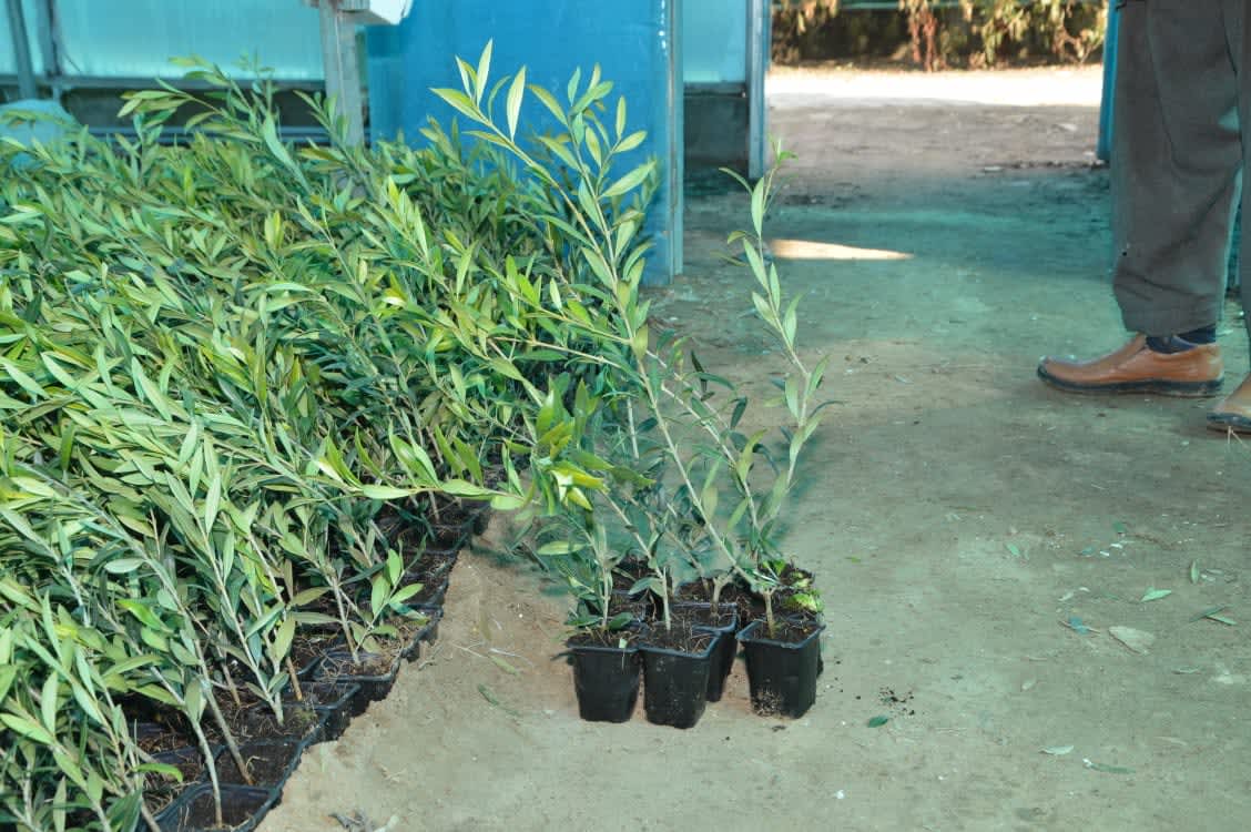 Plants Inspection Team(2020-02-10)